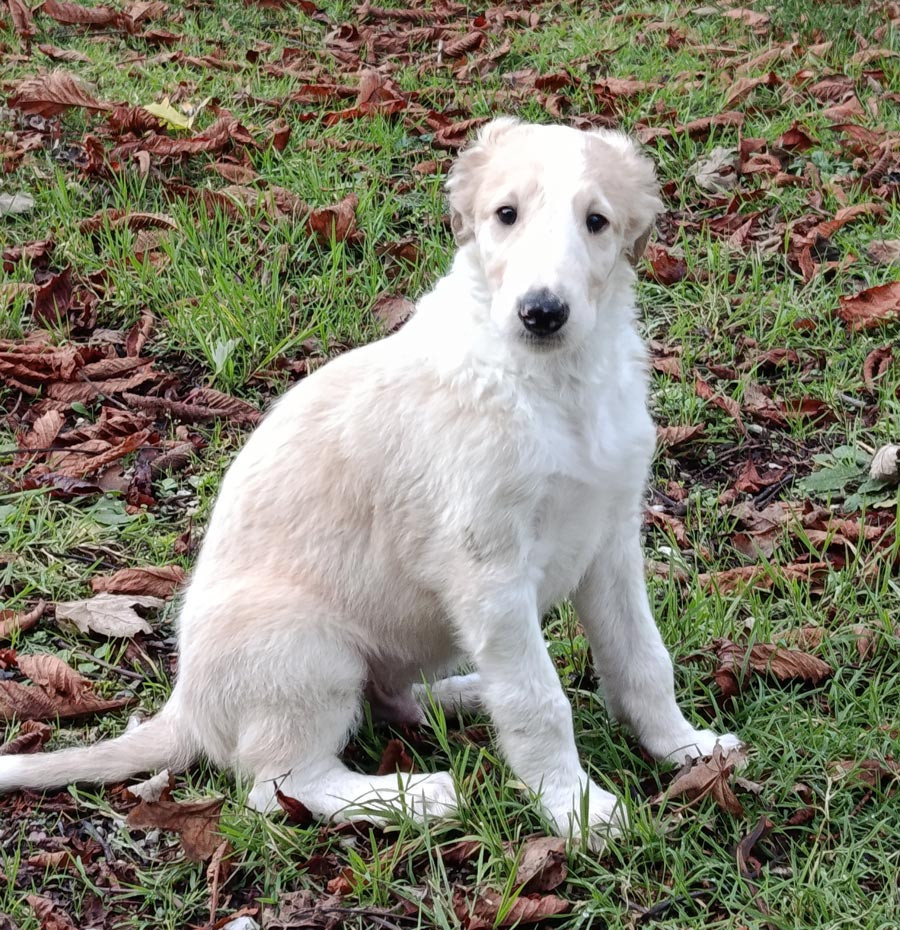 du Cot-Regnier - Chiots disponibles - Barzoi