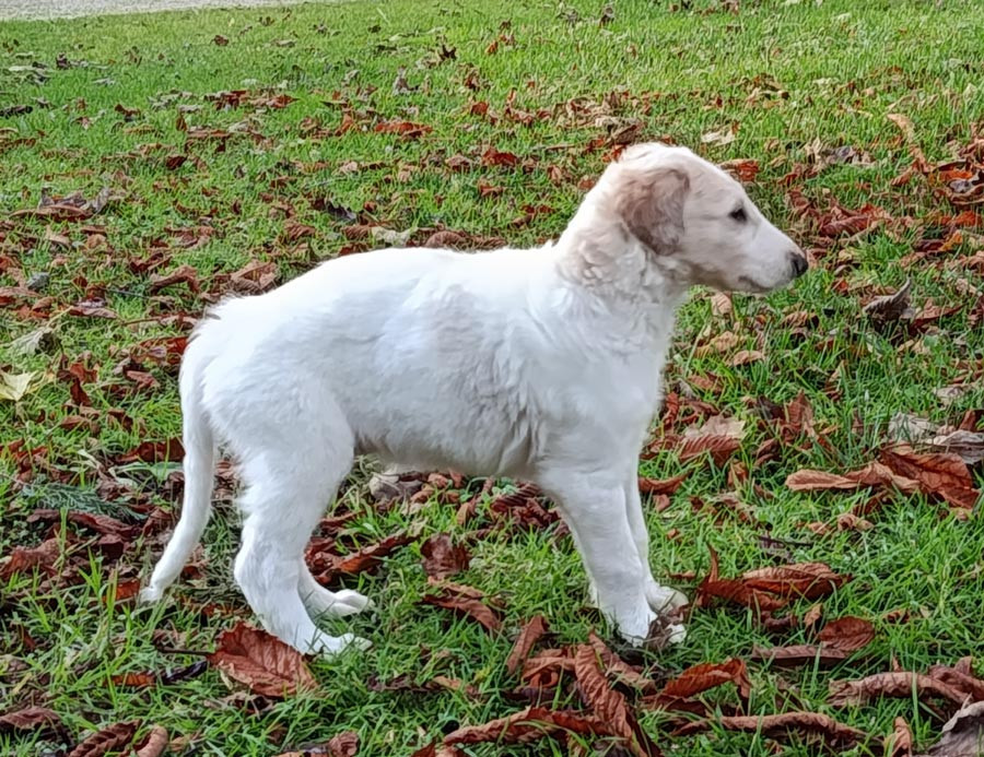 du Cot-Regnier - Chiots disponibles - Barzoi