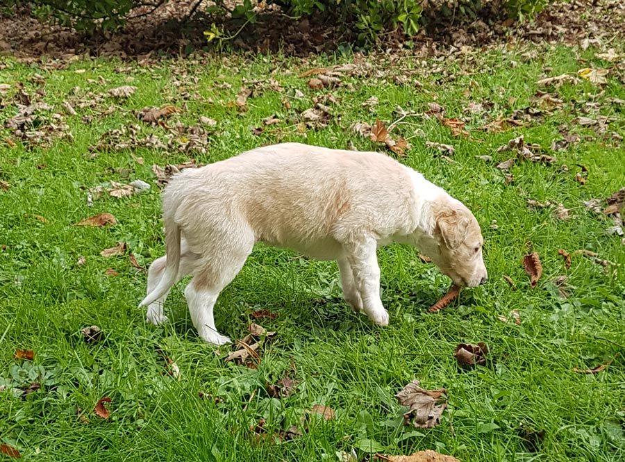 du Cot-Regnier - Chiots disponibles - Barzoi