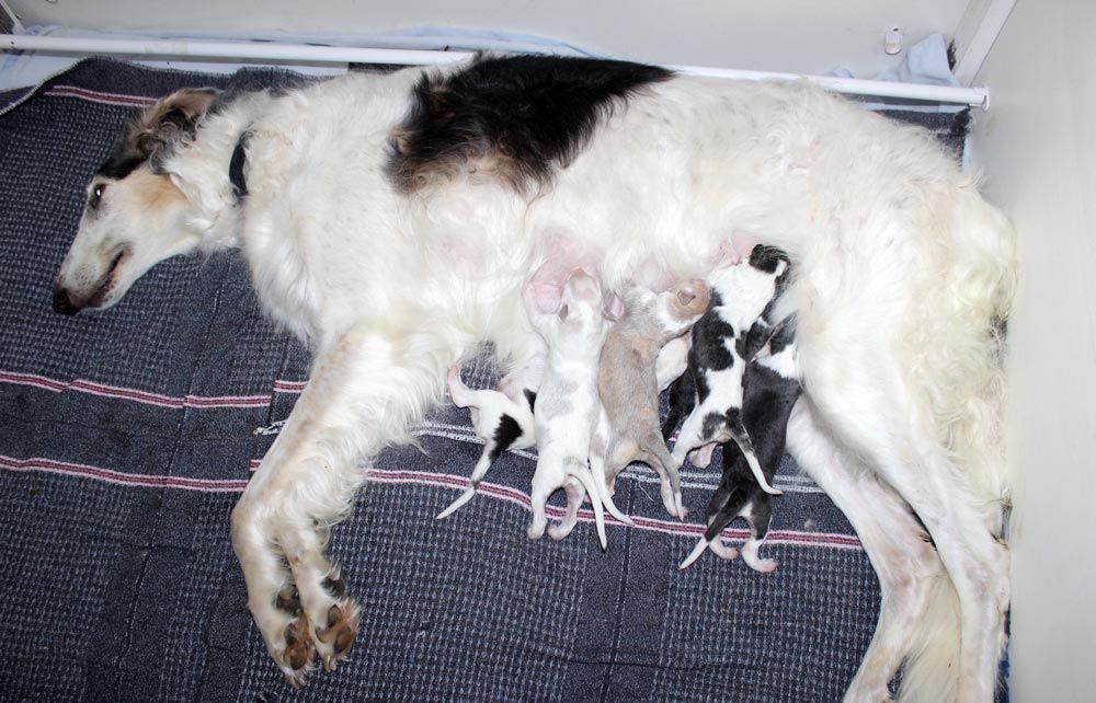 Chiot Barzoi du Cot-Regnier