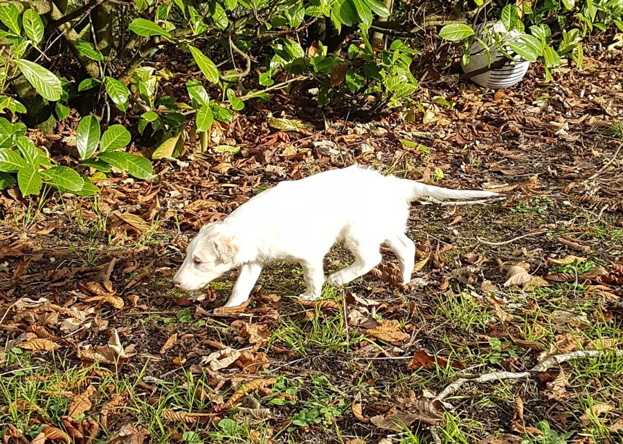 du Cot-Regnier - Chiots disponibles - Barzoi